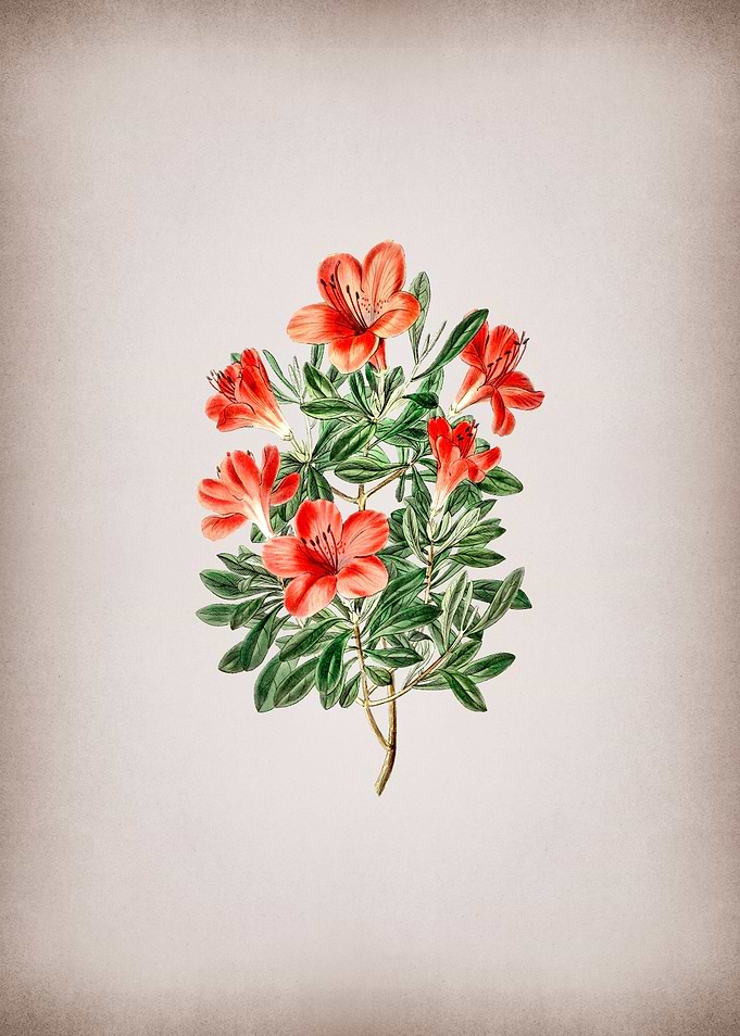 Red Chinese Azalea