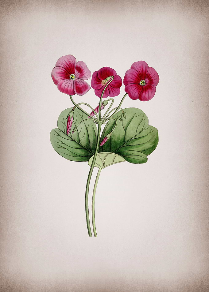 Bowies Oxalis on Parchment
