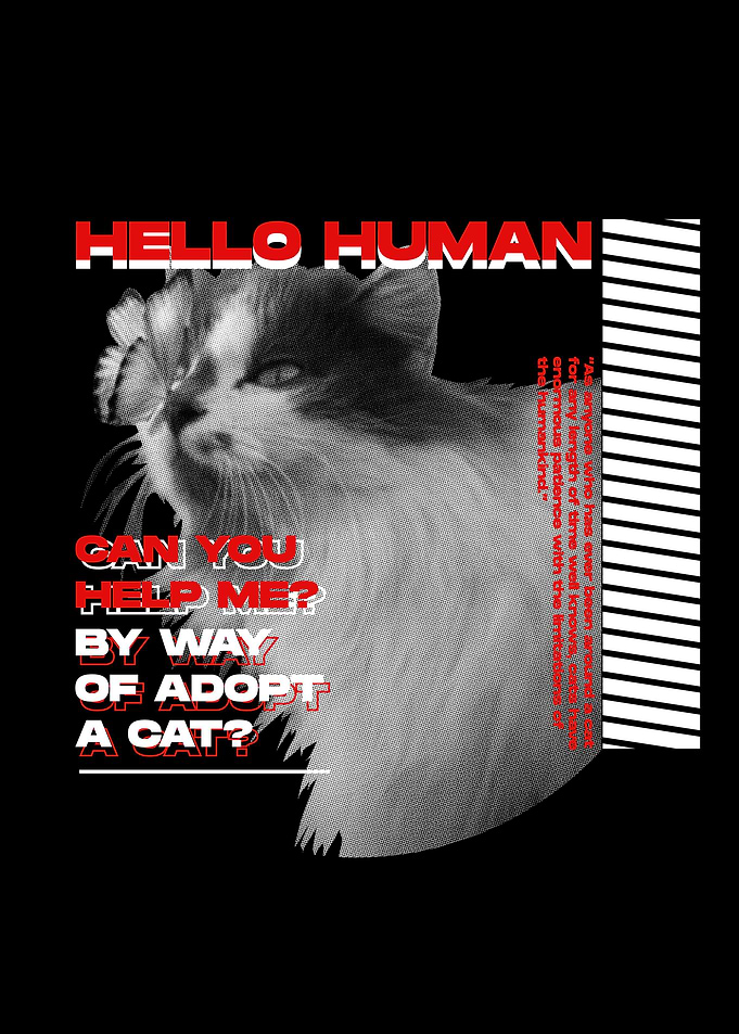 Adopt A Cat