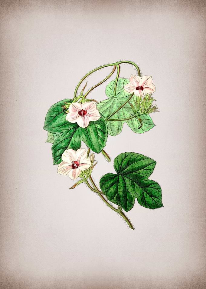 Vintage Ipomoea Flower