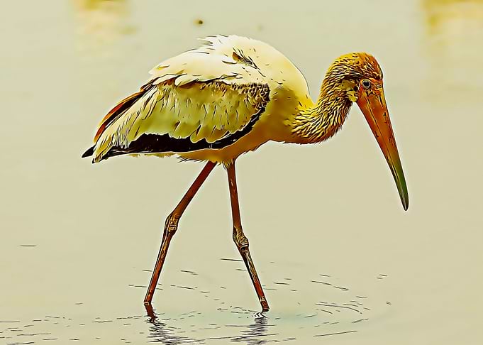 stork poster