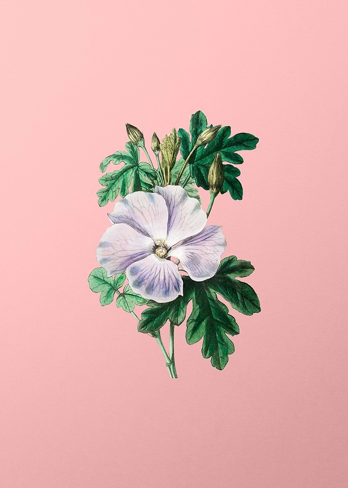 Wrays Hibiscus Flower