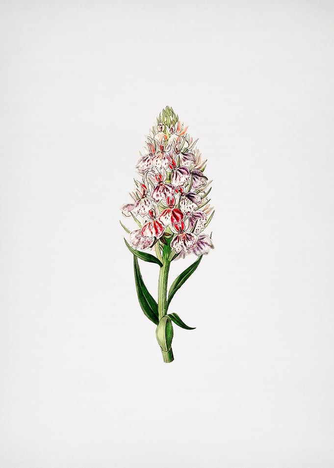 Leafy Spiked Orchis Flower