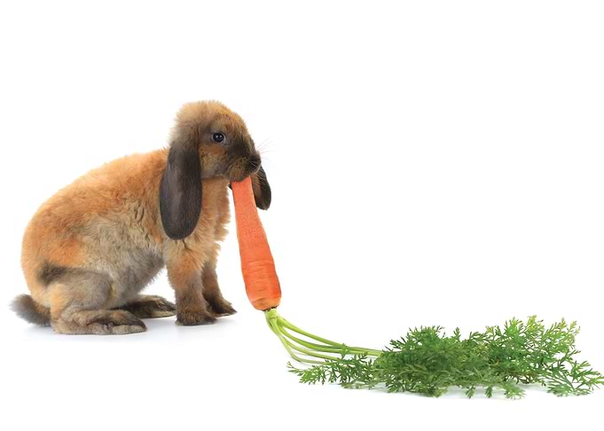 Rabbit