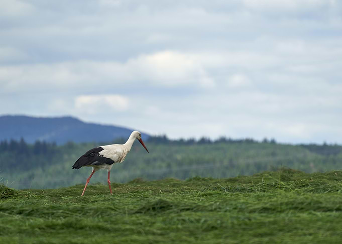 stork poster