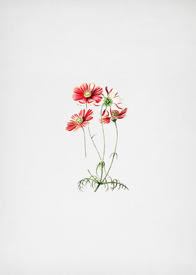 Fine Leaf Cosmus Flower