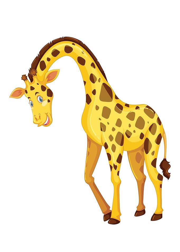 Giraffe animal
