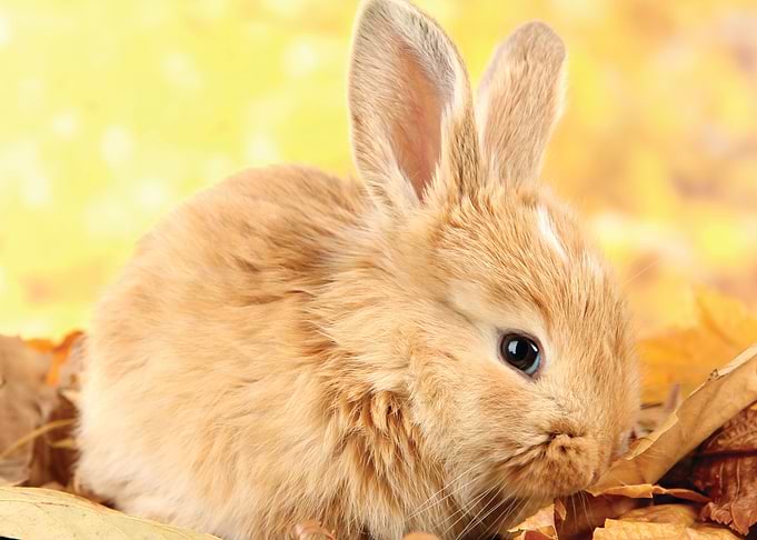 Rabbit