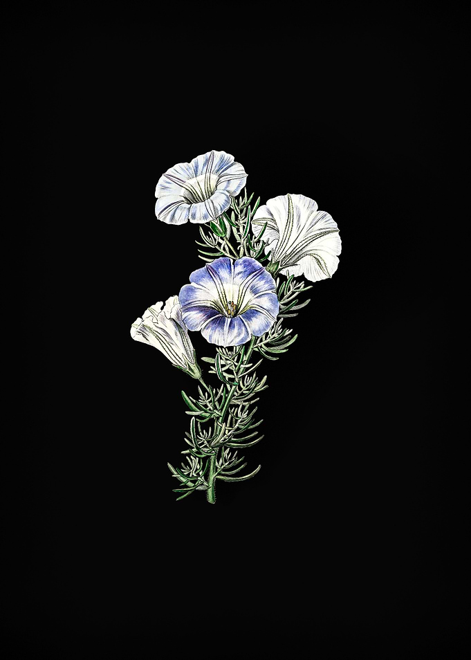 Sky Blue Alona Flower