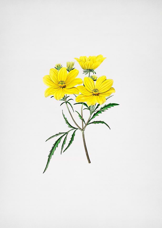 Golden Coreopsis Flower
