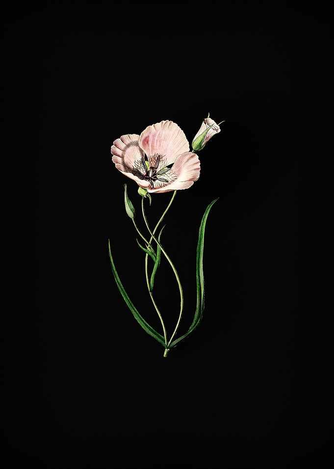 Satiny Calochortus Flower