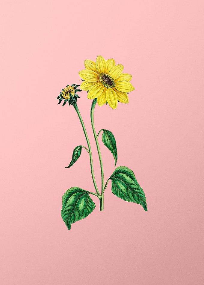 Trumpet Stalked Sunflower