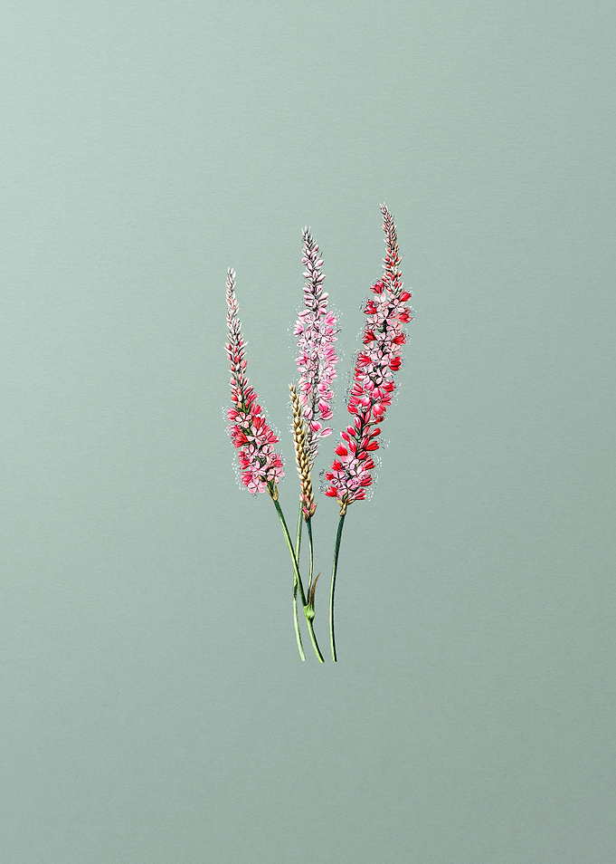 Polygonum Flower on Mint