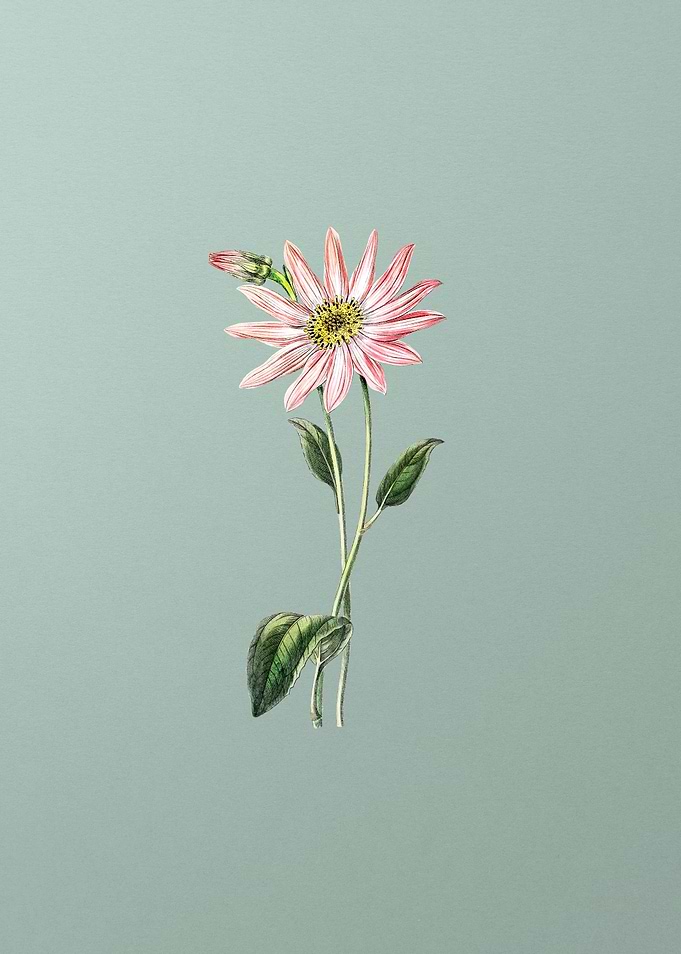 Vintage Echinacea on Mint