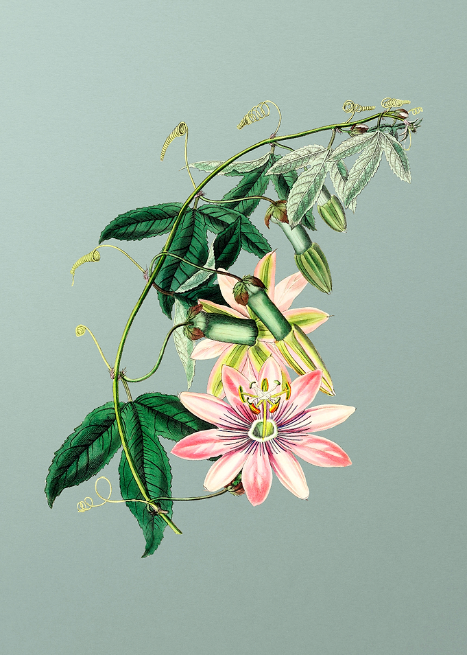 Tacsonia Flower on Mint
