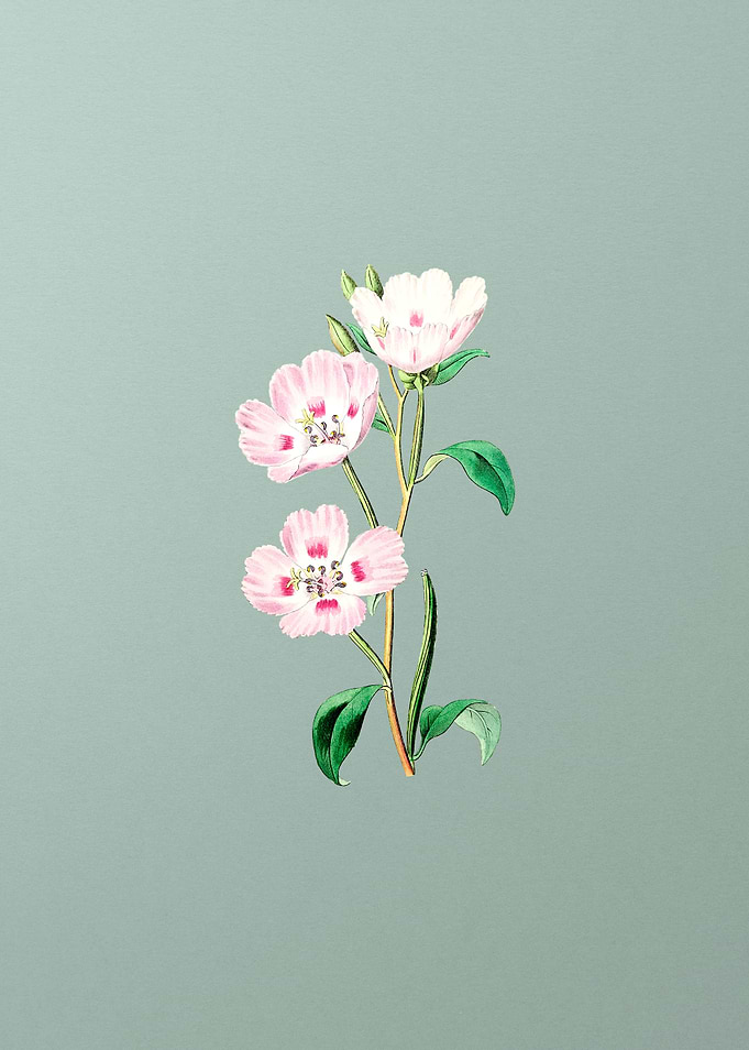 Pink Oenothera Flower