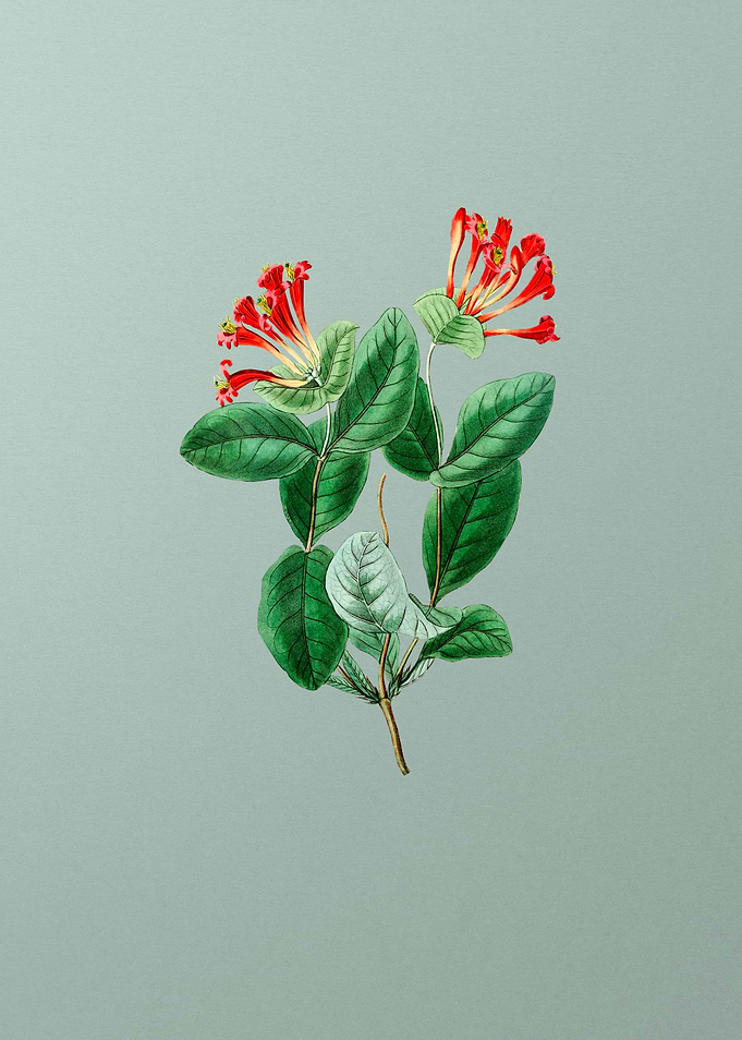 North West Honeysuckle