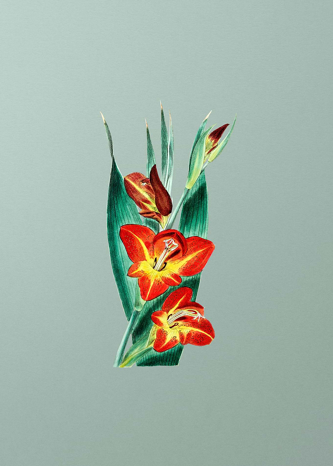 Parrot Gladiole Flower