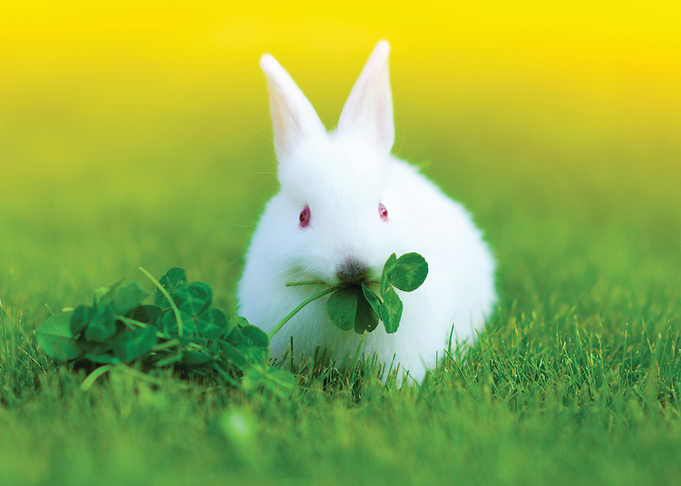 Rabbit