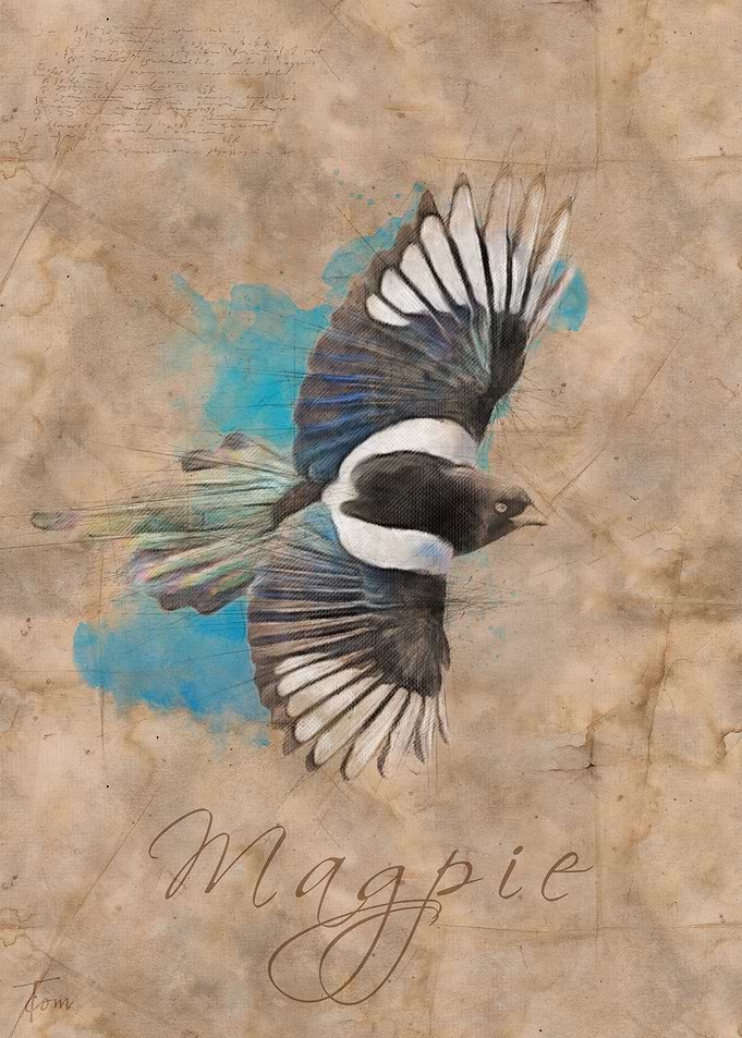 Magpie