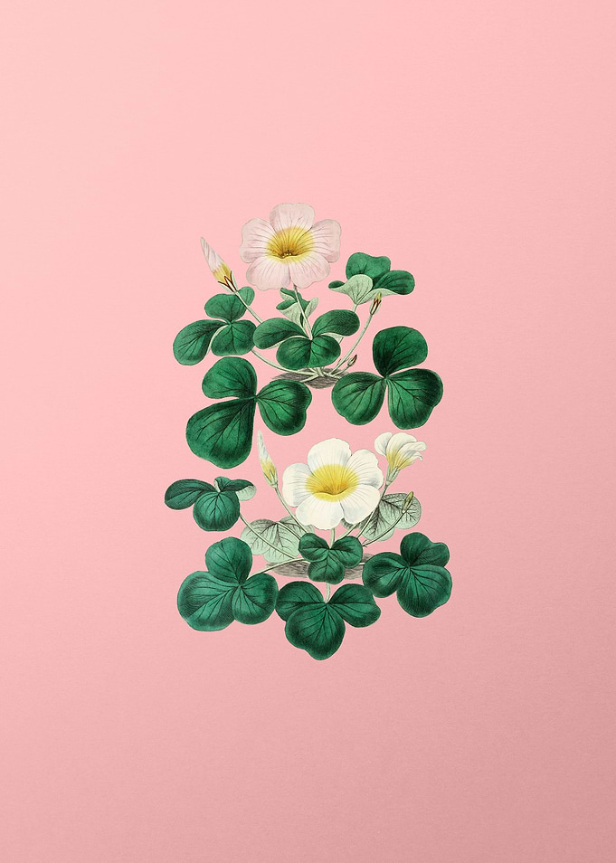 Variable Oxalis Branch
