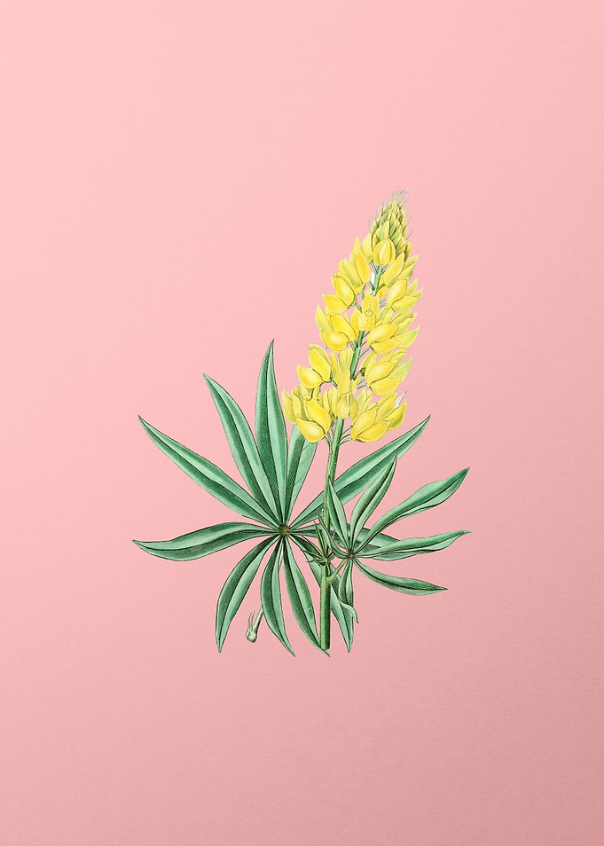 Yellow Lupine Flower