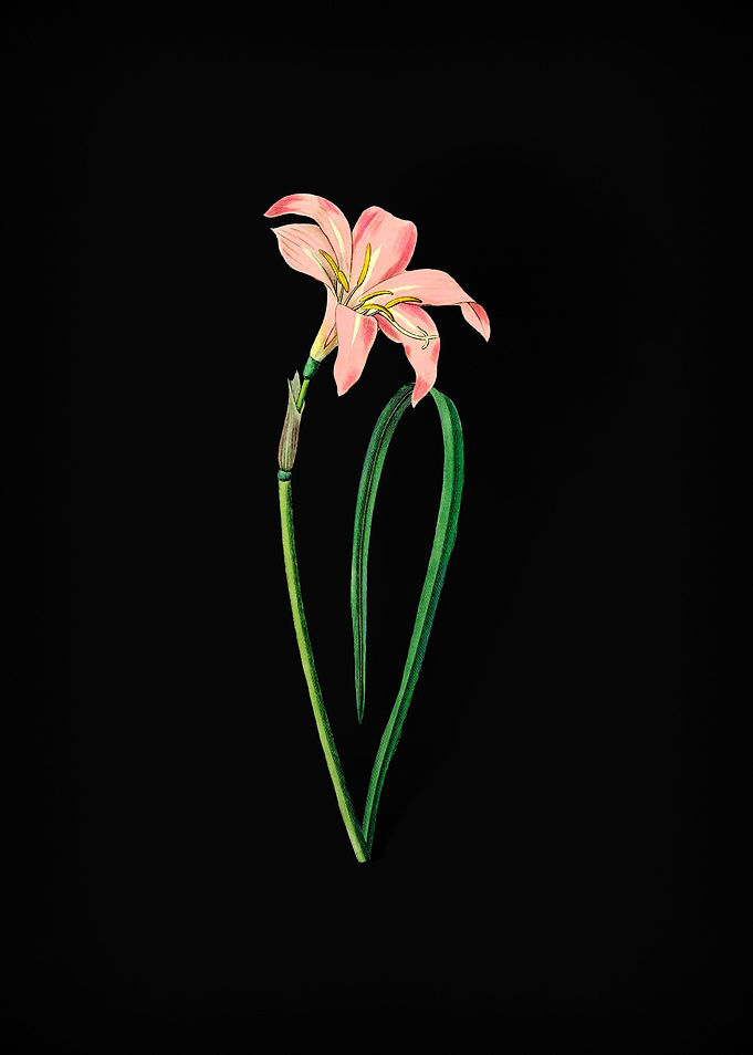 Zephyranthes Flower