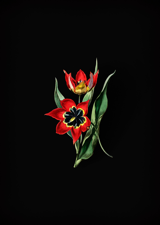 Red Strong Smelling Tulip