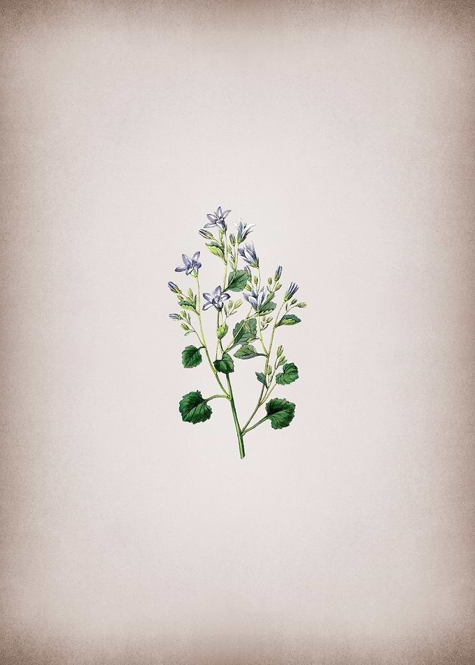 Dalmatian Wall Campanula