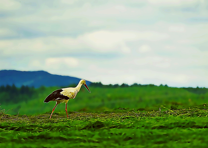 stork poster