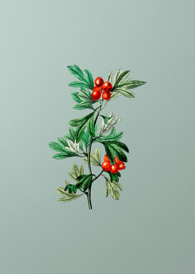 Morocco Hawthorn Flower