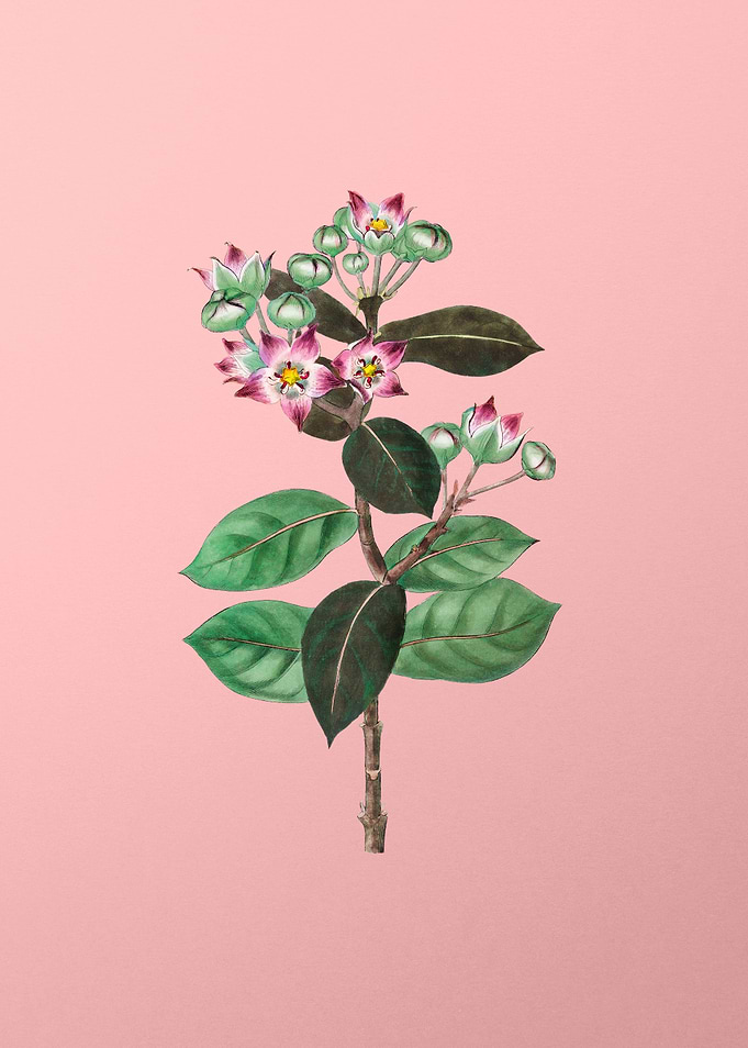 Tall Calotropis Flower