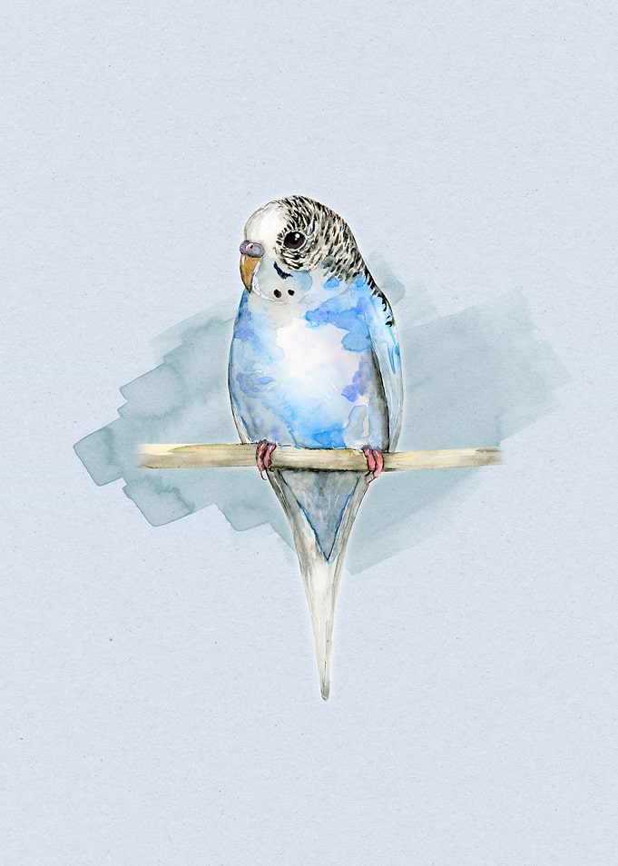 Blue spotted budgerigar