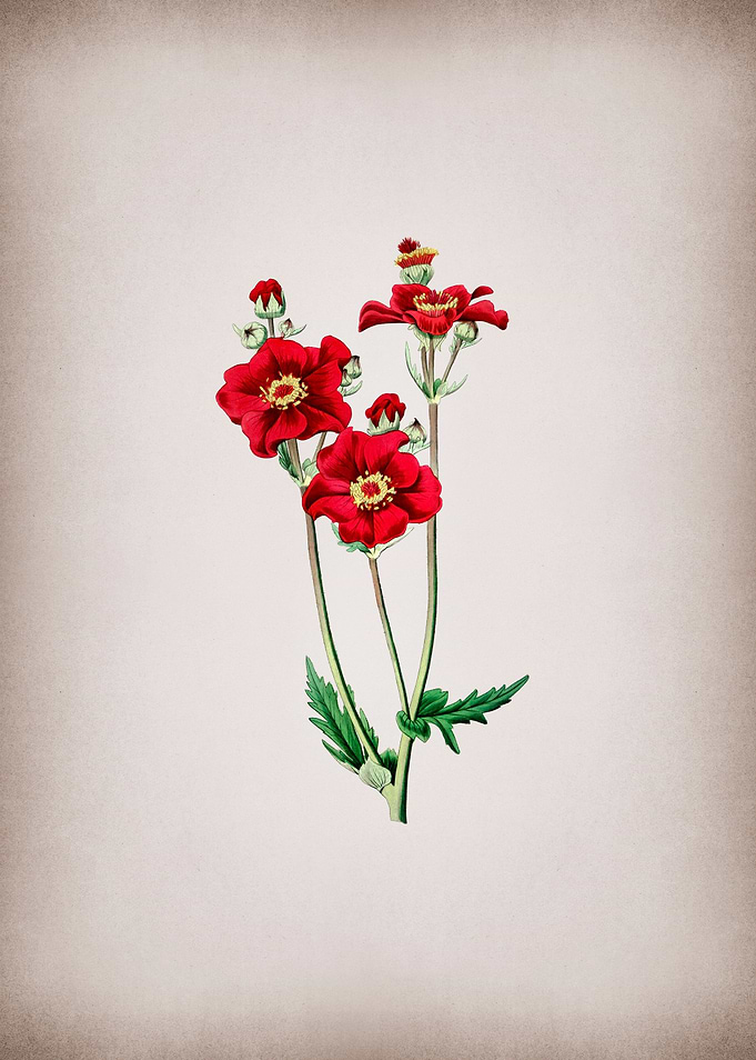 Chilian Guem Flower