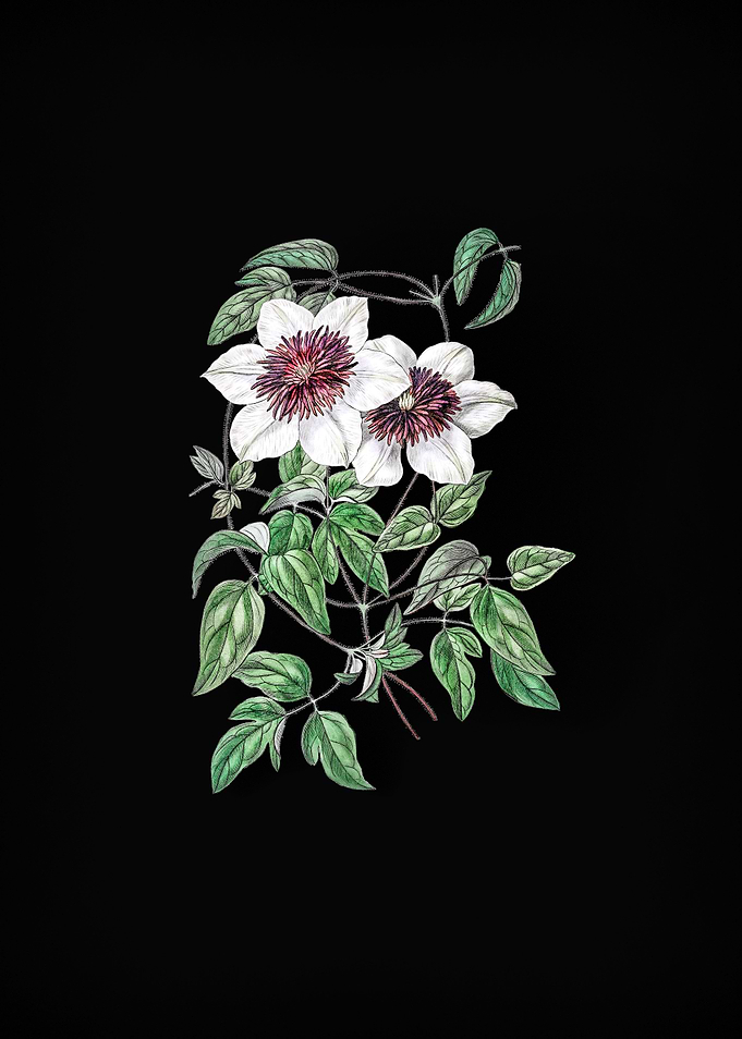 Vintage Clematis on Black