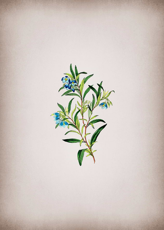 Blue Narrow Leaved Sollya