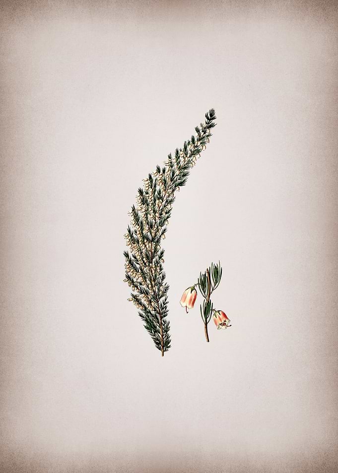 Bell Bearing Heath Flower