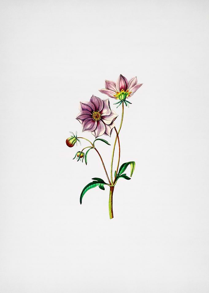 Vintage Dwarf Dahlia