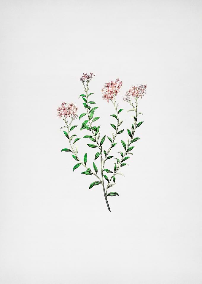 Vintage Selago Flower