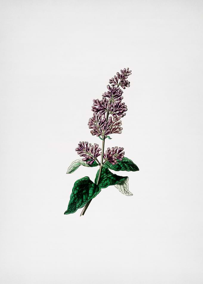 Vintage Lilac Flower