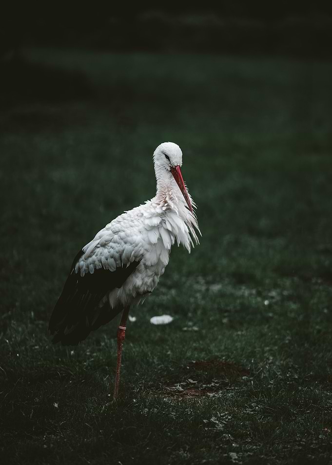 stork poster