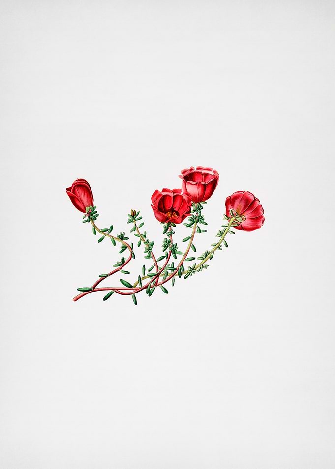 Gillies Purslane Flower