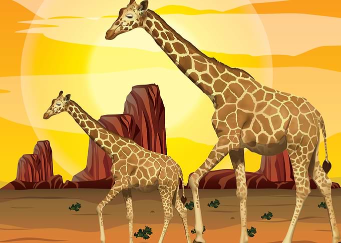 Giraffe cartoon