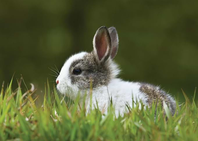 Rabbit