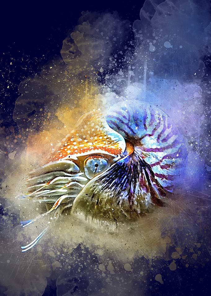 Nautilus
