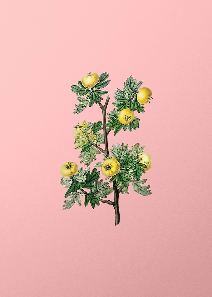 Tansy Leaf Hawthorn Flower