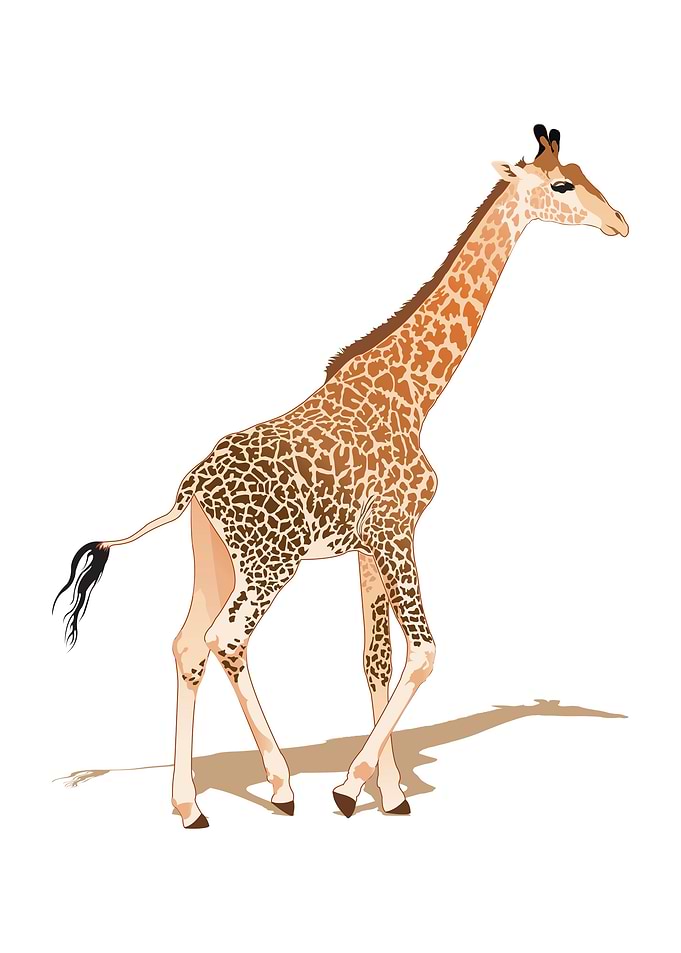 Giraffe cartoon