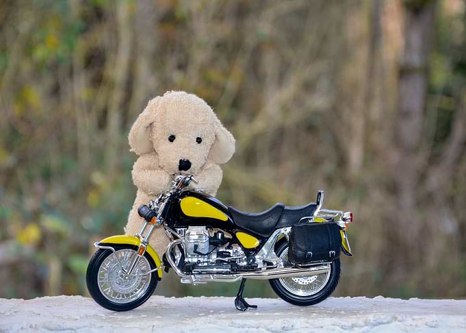 Biker Dog