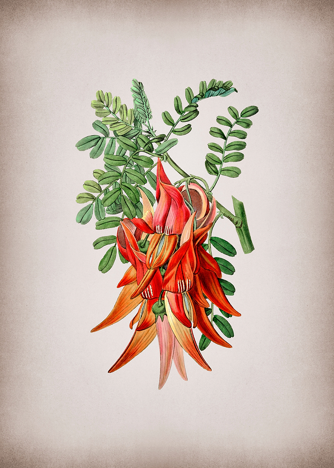 Crimson Glory Pea Flower