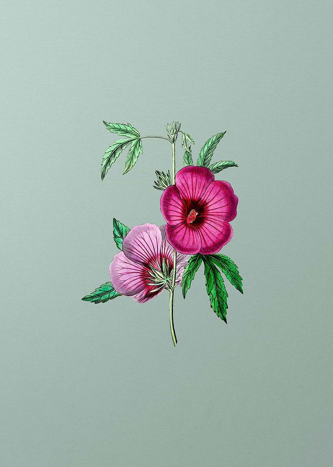 Lindleys Hibiscus on Mint